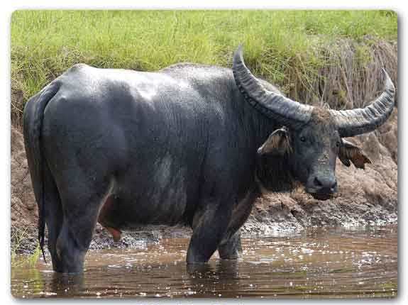  Chhattisgarh State animal, Wild buffalo, Bubalus bubalis